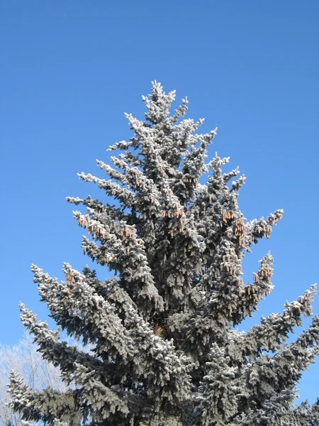 Rami d'albero coperti di neve Foto Stock