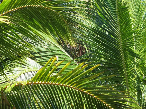 Foglie di palma — Foto Stock