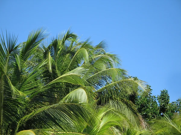 Palm tree — Stock Photo, Image