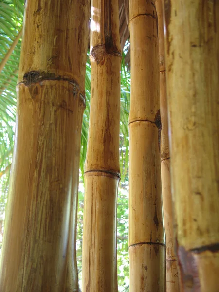 Kuru bambu — Stok fotoğraf