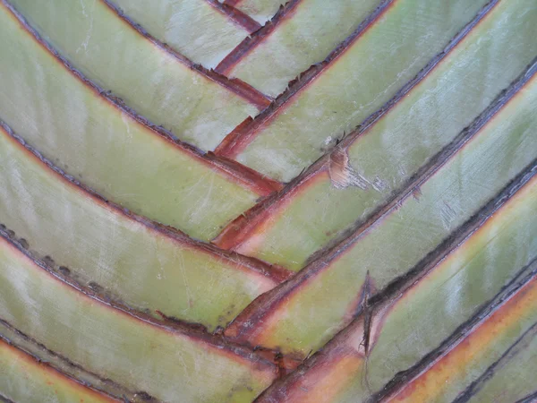 Closeup of a palm tree — Stock Photo, Image