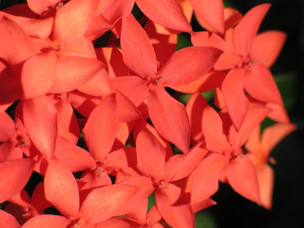 Primer plano de pequeñas flores —  Fotos de Stock