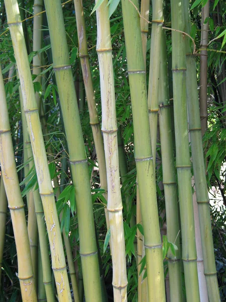 Bamboo — Stock Photo, Image