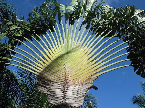 Traveller's tree — Stock Photo, Image