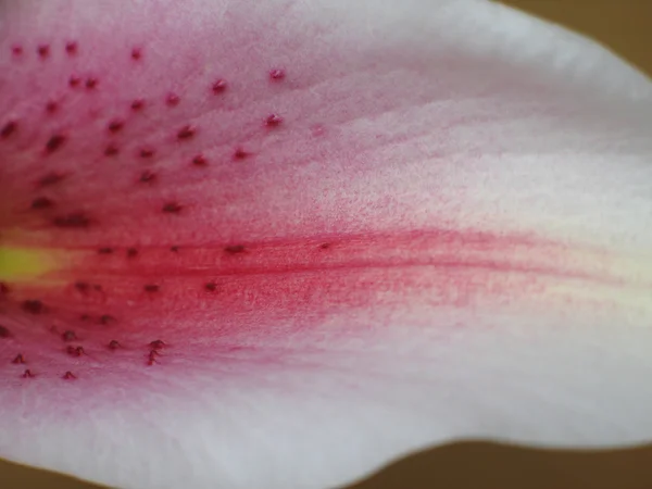 Fecho da flor — Fotografia de Stock