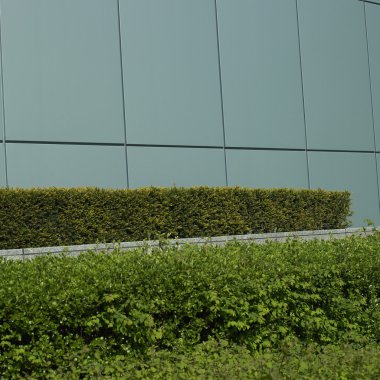 manikürlü yeşil çit