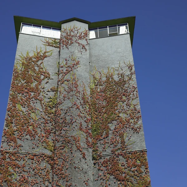 Vine on tall wall — Stock Photo, Image