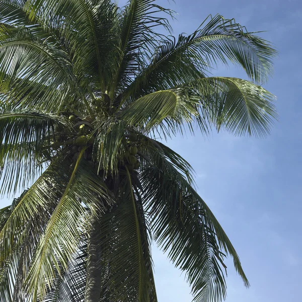 Palm tree — Stock Photo, Image