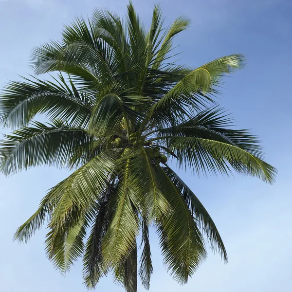 Palmboom — Stockfoto