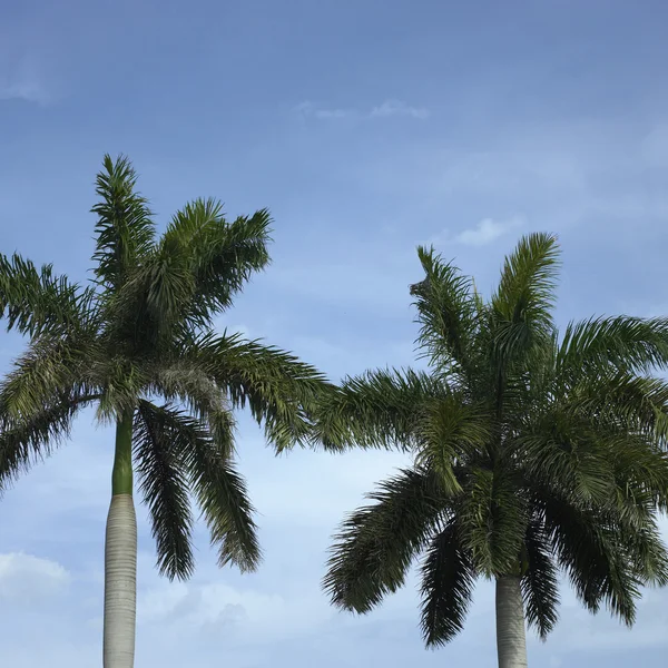 Palmera — Foto de Stock