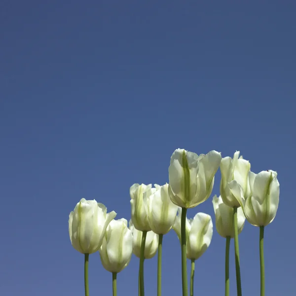 Tulipas brancas — Fotografia de Stock