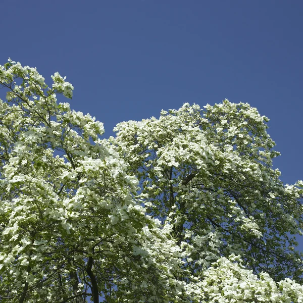 Árbol de Dogwood en flor — Foto de Stock