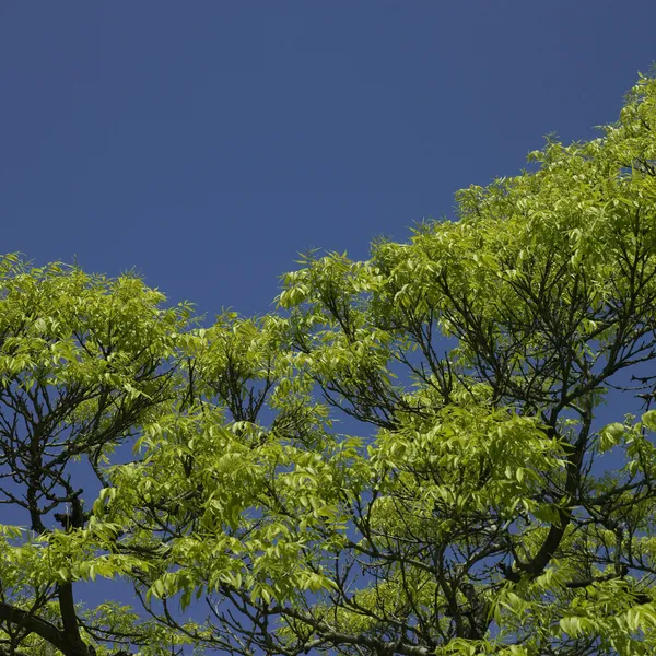 Albero che inizia a crescere foglie — Foto Stock