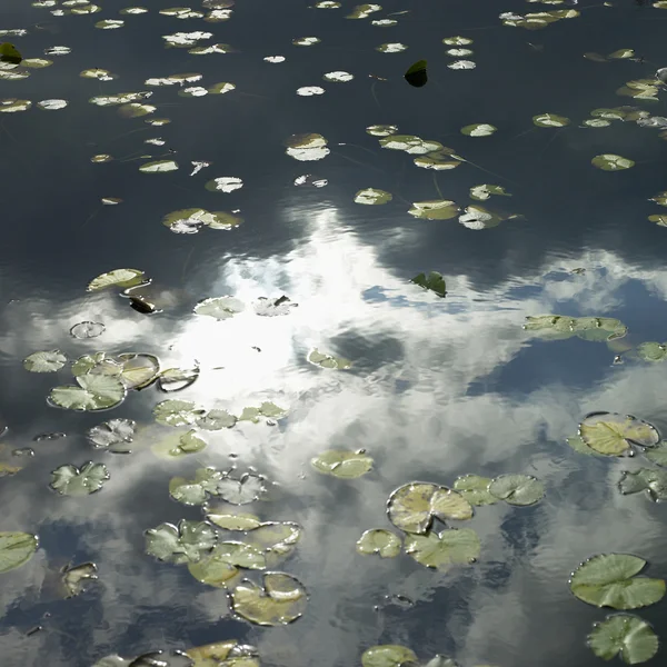 Lily Pads — Stockfoto