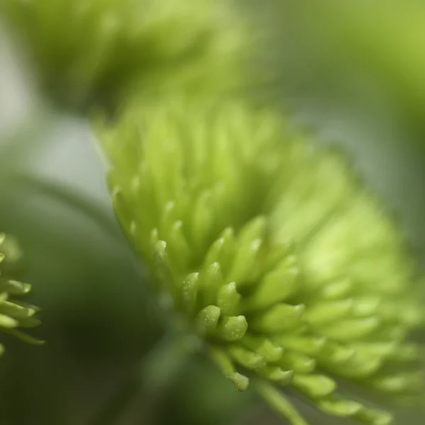 Groene chrysant — Stockfoto