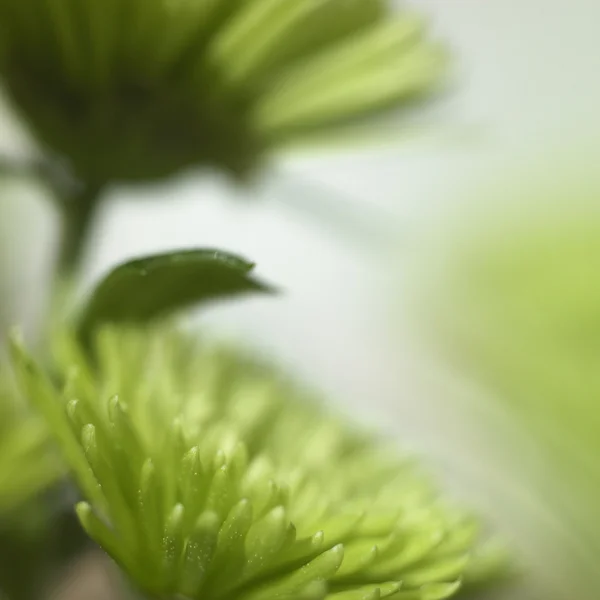 Groene chrysant — Stockfoto