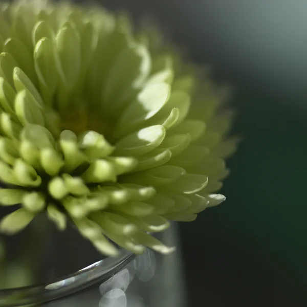 Green chrysanthemum — Stock Photo, Image