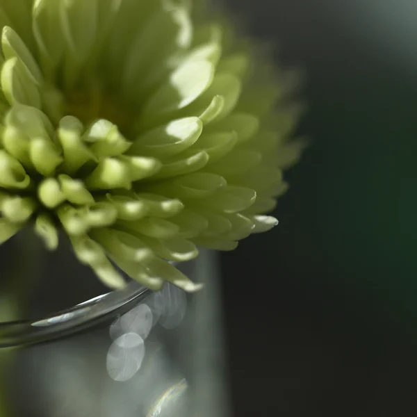 Green chrysanthemum — Stock Photo, Image