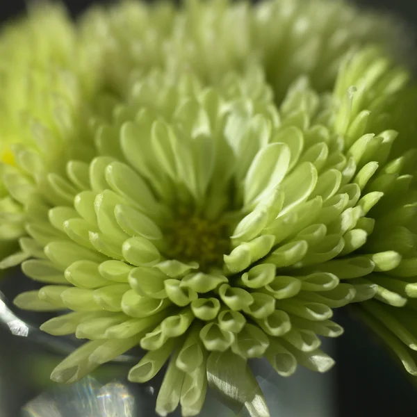 Groene chrysant — Stockfoto