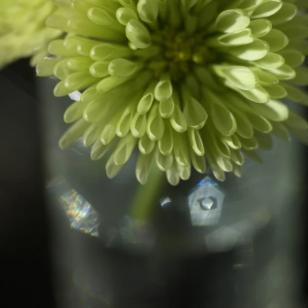 Chrysanthemen — Stockfoto