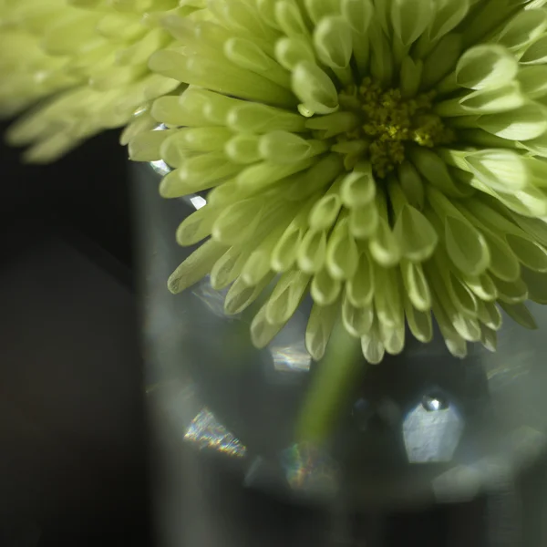 Chrysanthemen — Stockfoto