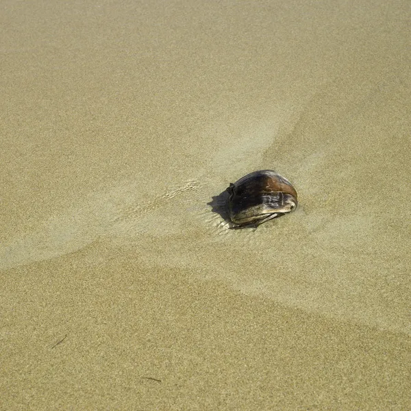 Coconut on sandy beach — Stock Photo, Image