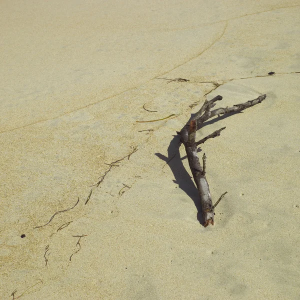 Branch on sand — Stock Photo, Image