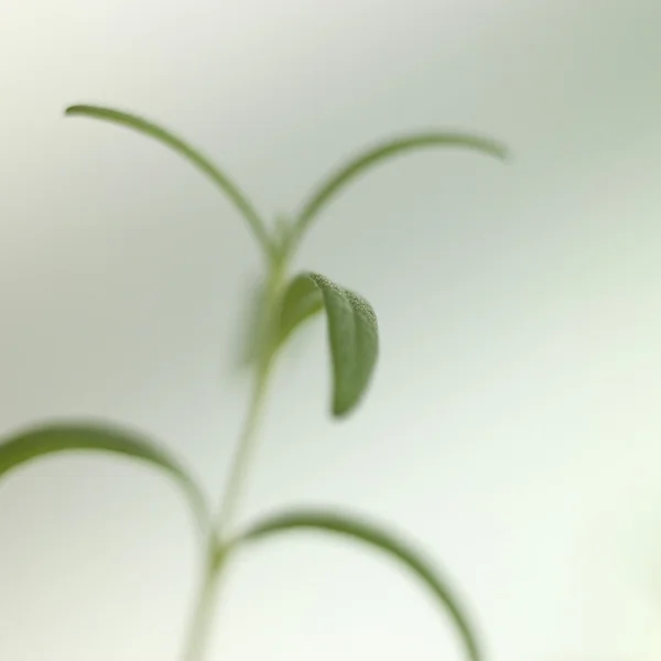 Close-up van een plant — Stockfoto