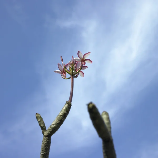 Baum mit rosa Blüten — Stockfoto