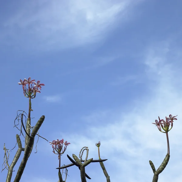 Pembe çiçekli ağaç — Stok fotoğraf