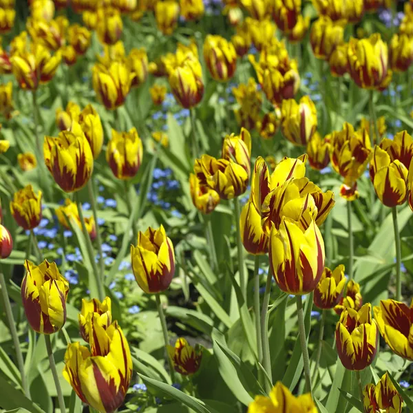 Vermelho uma tulipas amarelas — Fotografia de Stock