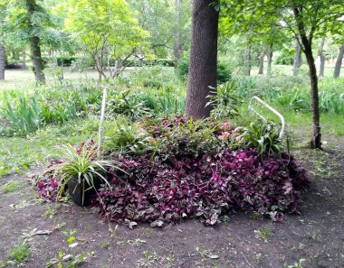 Ormanda çiçeklerle dolu eski metal yatak, yaratıcı doğa.