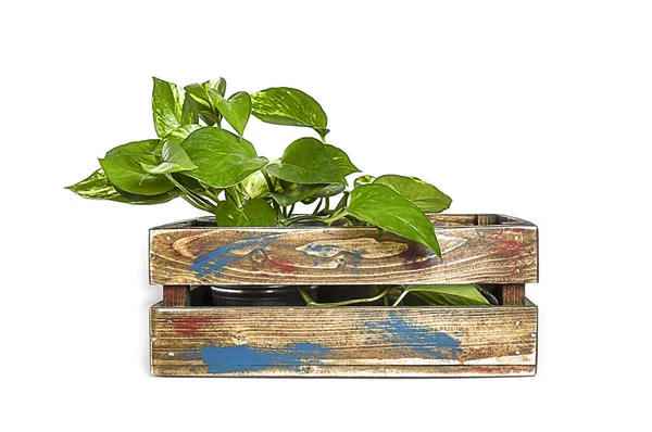 Green houseplant in wooden box isolated on white background.