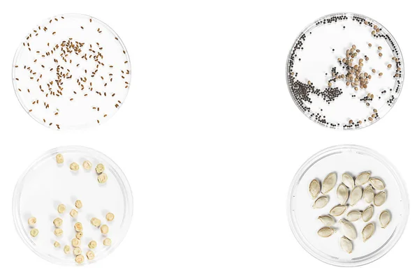 Micro greens seeds in petri dishes on white background. Copy space.