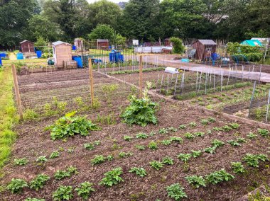 Pontypridd, Galler - Mayıs 2018: Sebze yetiştirme sıraları ve depolama ekipmanları için ahşap barakalar ile kamu tahsis bahçesi