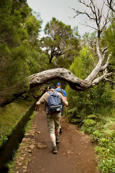 Madeira Portugal Fevereiro 2016 Pessoa Esquivar Debaixo Grande Ramo Numa — Fotografia de Stock