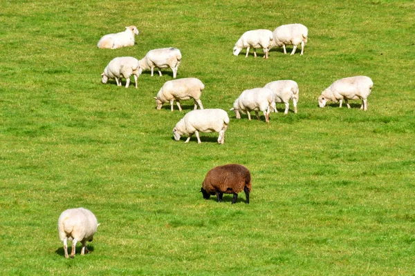 Flock Sheep Grazing Farm Field One Black Ewe People — Stock Photo, Image