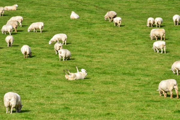 Stádo Ovcí Pasoucí Farmě Jednou Bahnicí Zádech Žádní Lidé — Stock fotografie