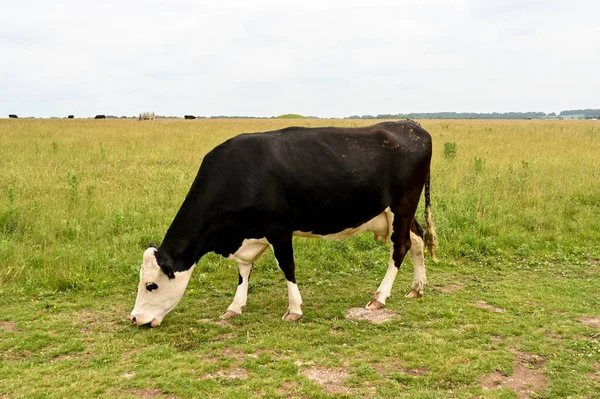 Vaca Blanca Negra Pastando Pastos Gran Campo Agrícola Hay Gente — Foto de Stock