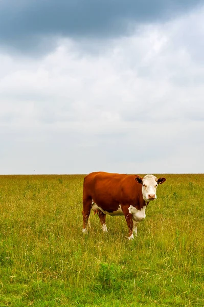 Vaca Marrón Blanca Pie Campo Hierba Larga Mirando Cámara Hay — Foto de Stock