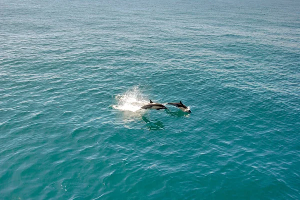 Pair Dolphins Leaping Waters Calm Sea People Copy Space — Stock Photo, Image