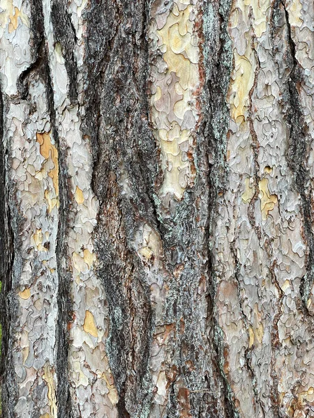 Close Rough Bark Trunk Old Tree People Background Copy Space — Stock Photo, Image