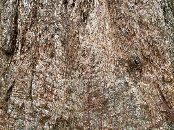 나무의 줄기에 껍질을 씌운다 사람도 그라운드 — 스톡 사진