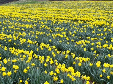 Bir tarladaki çiçek sıralarında nergisler. Çiçek bir galantamin kaynağıdır. Alzheimer belirtilerinin ilerlemesini yavaşlattığı bilinen bir alkaloit bileşiğidir.
