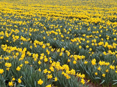 Bir tarladaki çiçek sıralarında nergisler. Çiçek bir galantamin kaynağıdır. Alzheimer belirtilerinin ilerlemesini yavaşlattığı bilinen bir alkaloit bileşiğidir.