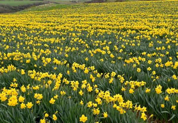 Narzissenreihen Blühen Auf Einem Feld Die Blüte Ist Eine Quelle — Stockfoto