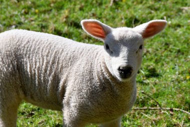 Lamb kameraya bakarak arka planda kaldı. Kimse yok..