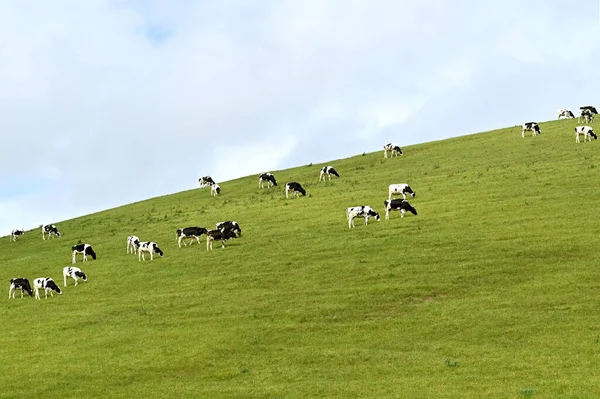 Kälber Weiden Auf Frischer Weide Auf Einem Hügel Über Einem — Stockfoto