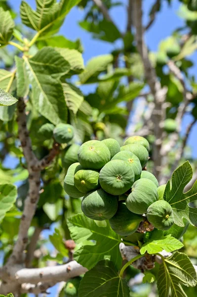 Owoce Dojrzewające Gałęziach Drzewa Figowego Żadnych Ludzi — Zdjęcie stockowe