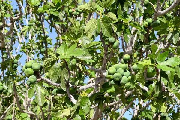Owoce Dojrzewające Gałęziach Drzewa Figowego Żadnych Ludzi — Zdjęcie stockowe